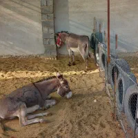 الاق خر گله ای ماده با کری