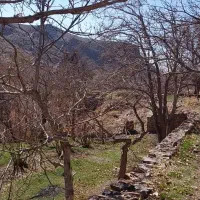 فروش زمین در باغستان درخش ، سرخنگ|فروش زمین و ملک کلنگی|قهستان, |دیوار