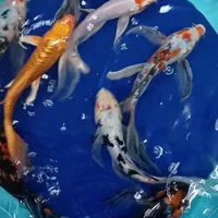 ماهی کوی سوپر باله