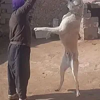 فروشی سگ|سگ|شاهین دژ, |دیوار