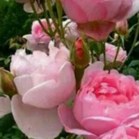 سم پاشی منزل باغبانی هرس نظافت اچارفرانس|خدمات نظافت|رشت, استقامت ۱|دیوار