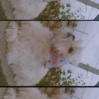 سگ شیتزو|سگ|بردسکن, |دیوار