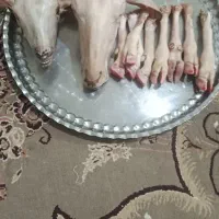 کله پاچه میش جوان