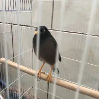 مرغ مینا سخنگو|پرنده|شیراز, آزادی|دیوار