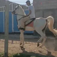 اسب عرب دو سر