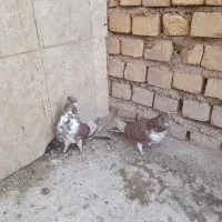 کبوتردمگیرگلین.. سیاپشت