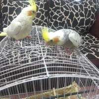 عروس|پرنده|پاکدشت, پاکدشت (مامازند)|دیوار