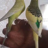 مرغ عشق|پرنده|ری, حمزه‌آباد|دیوار