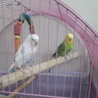 یک جفت مرغ عشق مولد|پرنده|تهران, جنت‌آباد شمالی|دیوار