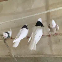 تعدادی طوقی|پرنده|اصفهان, قائمیه|دیوار