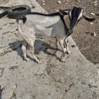 کهره نر دوقلو|حیوانات مزرعه|خمیر, |دیوار