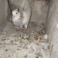 کبوتر الماسی فروشی|پرنده|دوگنبدان, |دیوار