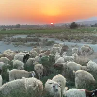 فروش کُرک کهره