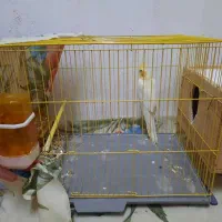 عروس هلندی رام