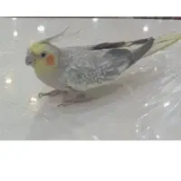 عروس هلندی اهرم