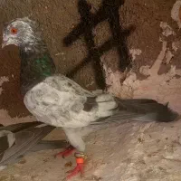 سبز نر بپر
