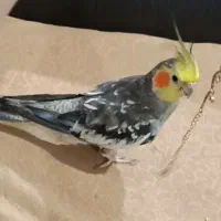 گمشده،عروس هلندی|حیوانات|بندر امام خمینی, |دیوار