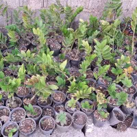 فروش گل زامفولیا