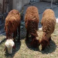 پنچ عددبره بزرگ واسه پرواری و داشتی( ۴ماده ویه نر)