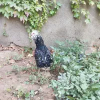 مرغ گلین