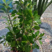 گل راحیل|گل و گیاه طبیعی|مشهد, شهرک مطهری|دیوار