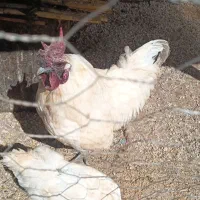 خروس و مرغ ایام سمانی