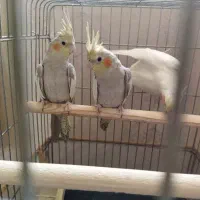 ۳ عدد عروس هلندی