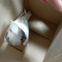 طوقی هفت رنگ نر