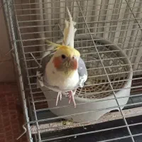 عروس هلندی نر بالغ