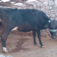 گاو بهمراه گوساله برای فروش|حیوانات مزرعه|ایذه, |دیوار