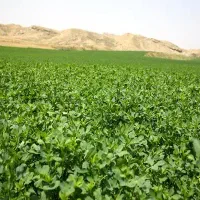 یونجه درجه یک