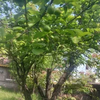 گوجه سبز شیرین وآبدار