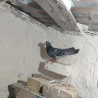 دسته چند نایی