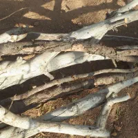 چوب و الوار خشک از درخت های به و بادام|عمدهفروشی|شاهینشهر, گزبرخوار|دیوار