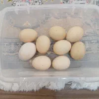 فروش تخم لاری