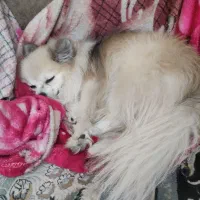 سگ پامرین روباهی