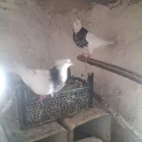 کبوتر طوقی سرور