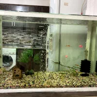 آکواریوم ۸۰سانتی بالوازم