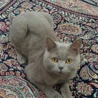 گربه بریتیش ۳ساله