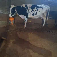 گاو شکم دوم هلشتاین با گوساله نر اصیل