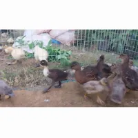جوجه اردک کال(مینیاتوری) انزلی|حیوانات مزرعه|رشت, فرزانه|دیوار
