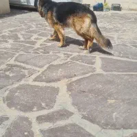 ژرمن شپرد ماده ۲ساله|سگ|صحنه, |دیوار