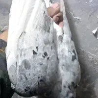 دوتا جوجه سار کاکلی|پرنده|تربت‌حیدریه, شهید قرنی|دیوار