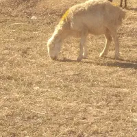 میش زاییده واوستن