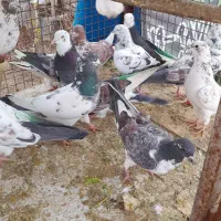 کبوتر پرشی|پرنده|ری, شهرک نظامی|دیوار