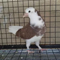 جوجه کفتر کبوتر باخت رفته