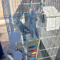 عروس هلندی|پرنده|قم, قلعه کامکار|دیوار