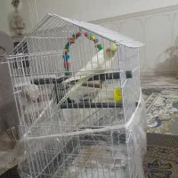 پرنده