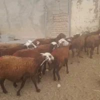 گوسفندمیش افشار