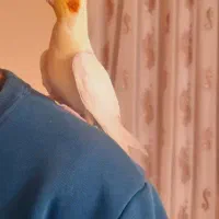 عروس هلندی دستی